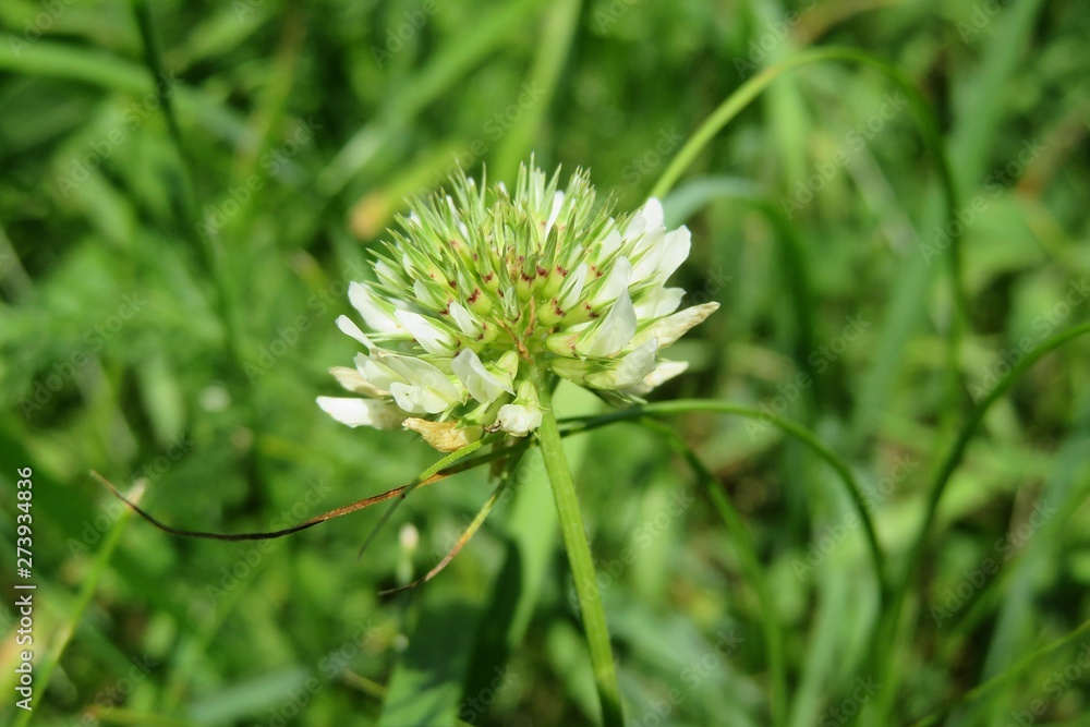 Beautiful white clover flower on the meadow, closeup Beautiful white clover flower on the meadow, closeup