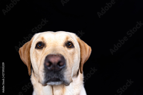 Muzzle of labrador retriever on black background, close up