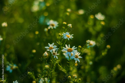 Chamomile flowers field wide background in sun light. Summer Daisies. Beautiful nature scene with blooming medical chamomilles. Alternative medicine. Camomile Spring flower background. soft lens flare