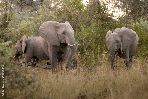 Clsoe up of African Bush Elephants walking on the road in wildlife reserve. Maasai Mara  Kenya  Africa.