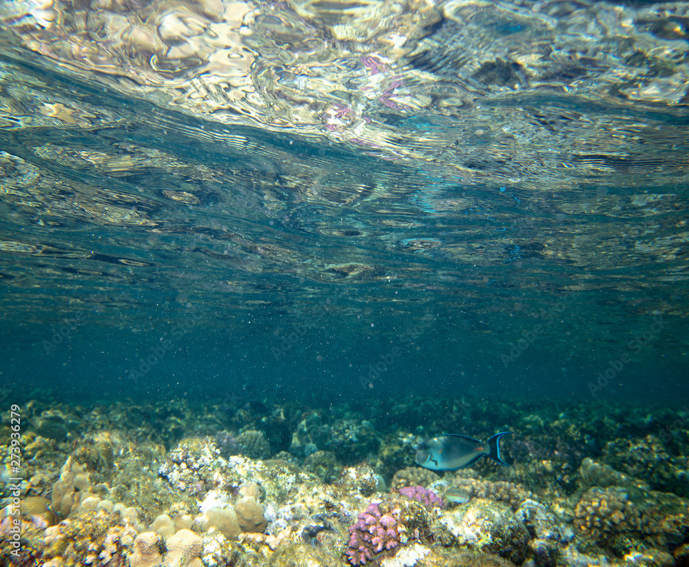Fototapeta premium sea fish near coral, underwater