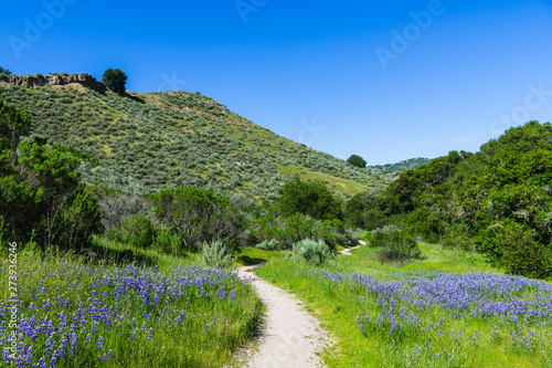 A hiking trail winds through a green, grassy meadow with lupine wildflowers - Toro County Park near Monterey, California