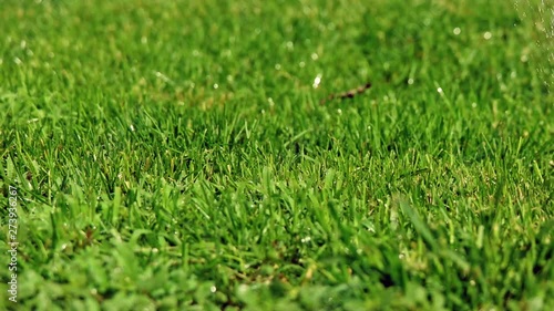 Wallpaper Mural Pan shot of diy lawn sprinkler slomo Torontodigital.ca