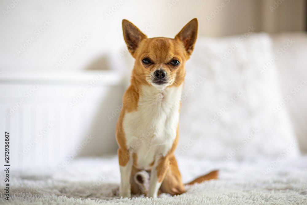 Chihuhua Chihuhua