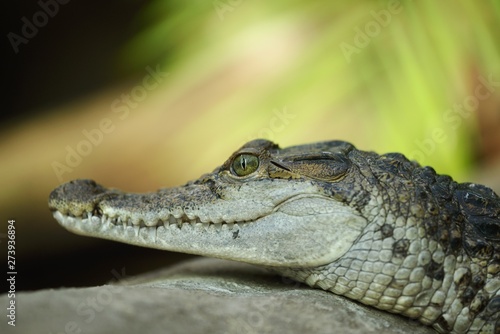 Head of a Filipino Crocodile