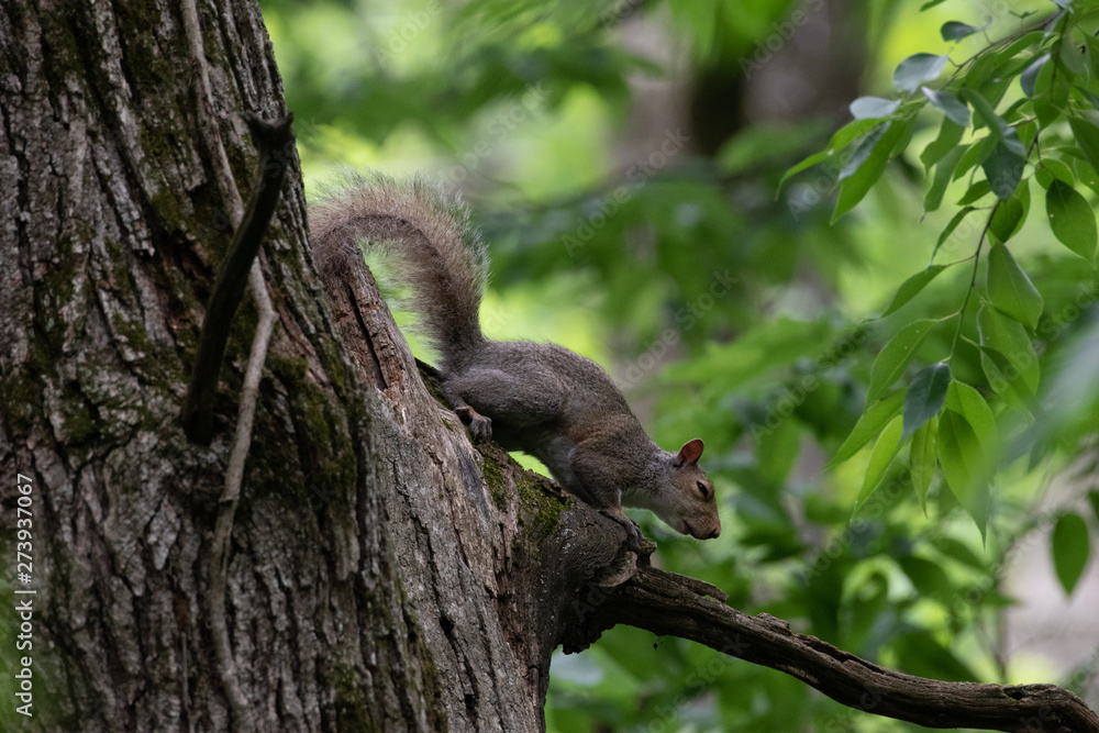 Squirrel Squirrel