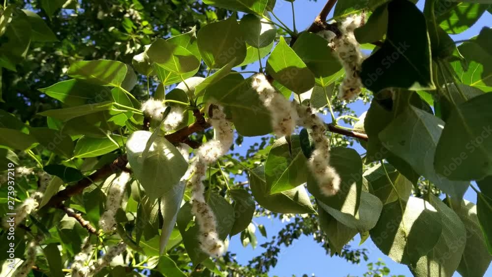Close up of Poplar branches with strings of fluff in the sunshine, swaying in the wind Close up of Poplar branches with strings of fluff in the sunshine, swaying in the wind
