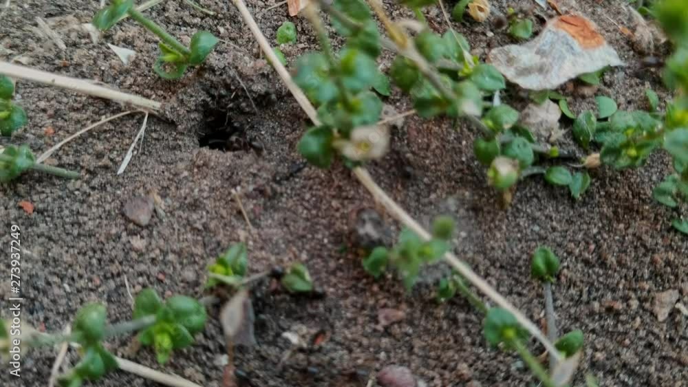 Small black ants scuttling around undergrowth towards a small hole in the soil Small black ants scuttling around undergrowth towards a small hole in the soil
