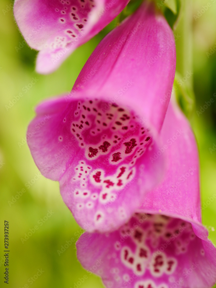 Close up of pink foxglove (digitalis purpurea) flowers in early summer Close up of pink foxglove (digitalis purpurea) flowers in early summer