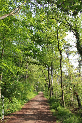 Darßwald photo