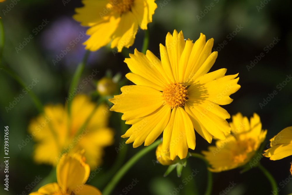 Beautiful yellow flowers Photograph for text. Beautiful yellow flowers Photograph for text.