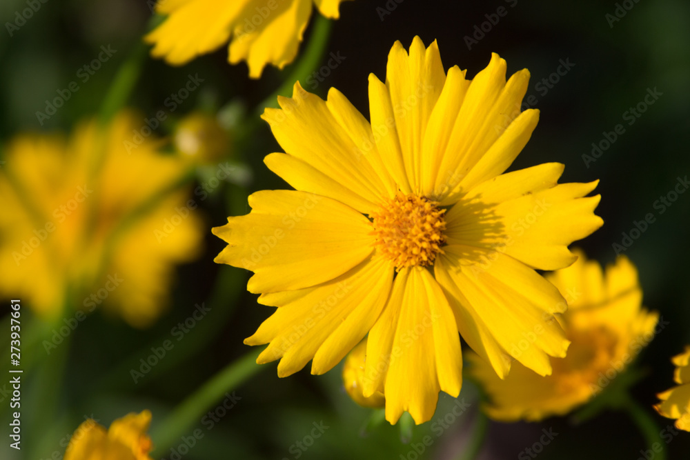 Beautiful yellow flowers Photograph for text. Beautiful yellow flowers Photograph for text.