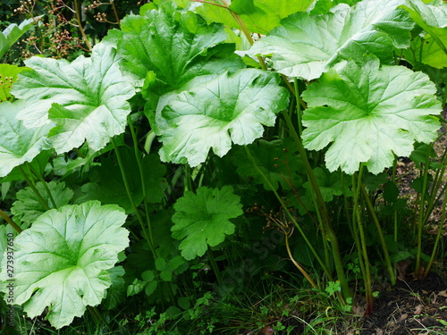 Large green leaves and stems of darmera peltata (Indian rhubarb / umbrella plant)