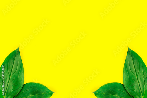 Frame of green leaves isolated on pastel yellow background. Minimal summer concept. Flat lay top view. Copy space.