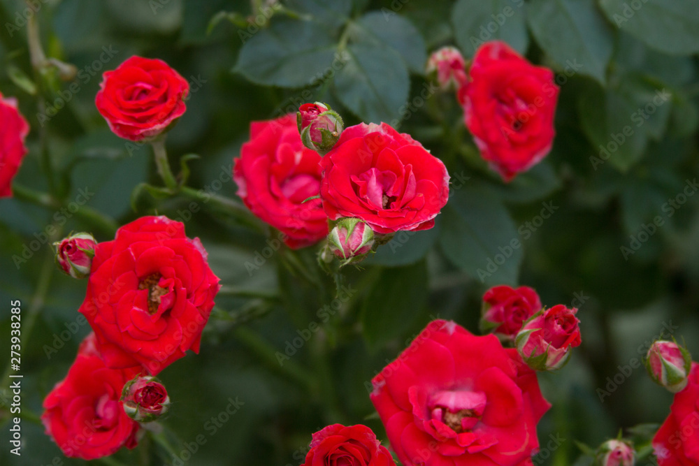 Beautiful red roses texture photo