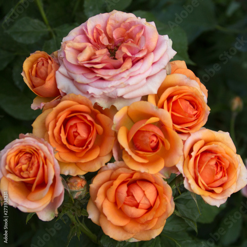 Beautiful pink orange roses texture photo