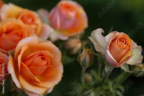 Beautiful pink orange roses texture photo