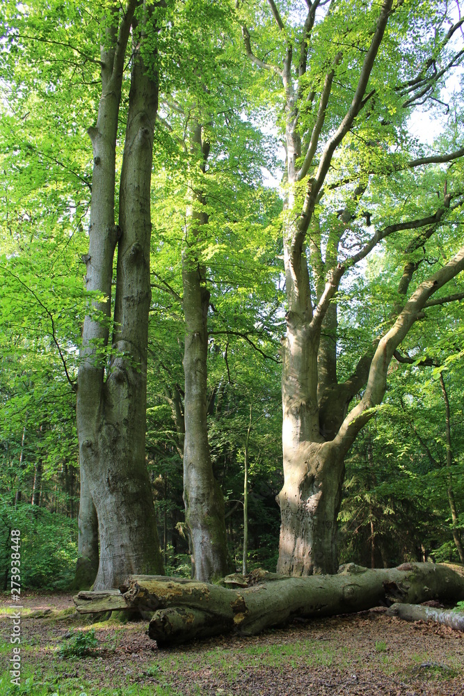 Fototapeta premium Darßwald
