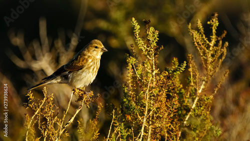 Corn Bunting Emberiza calandra photo