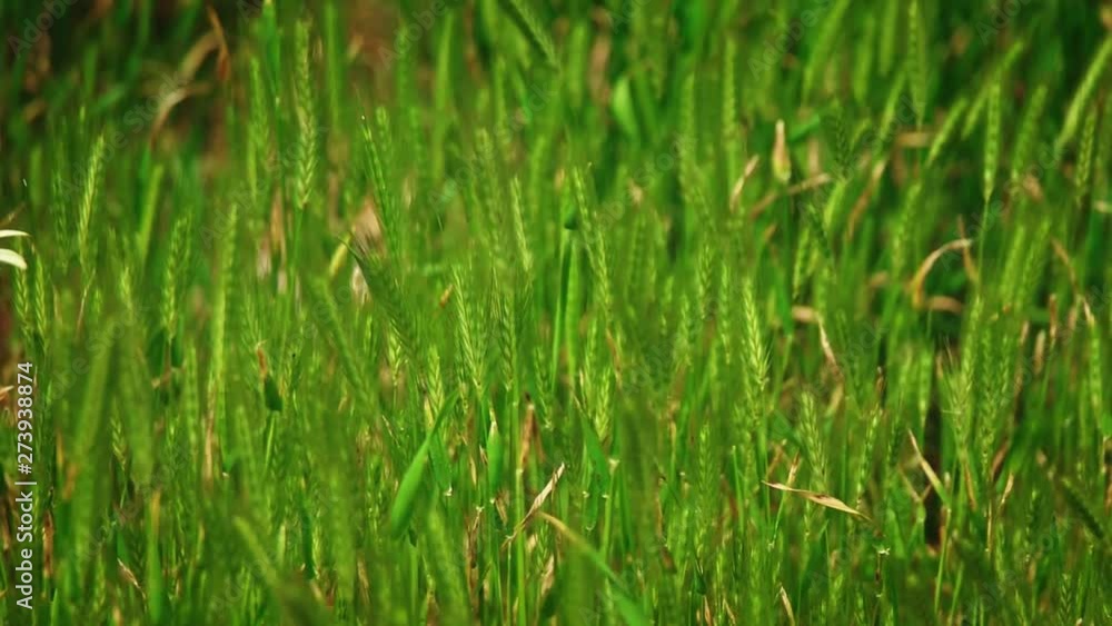 Many spikelets sways in the wind Many spikelets sways in the wind