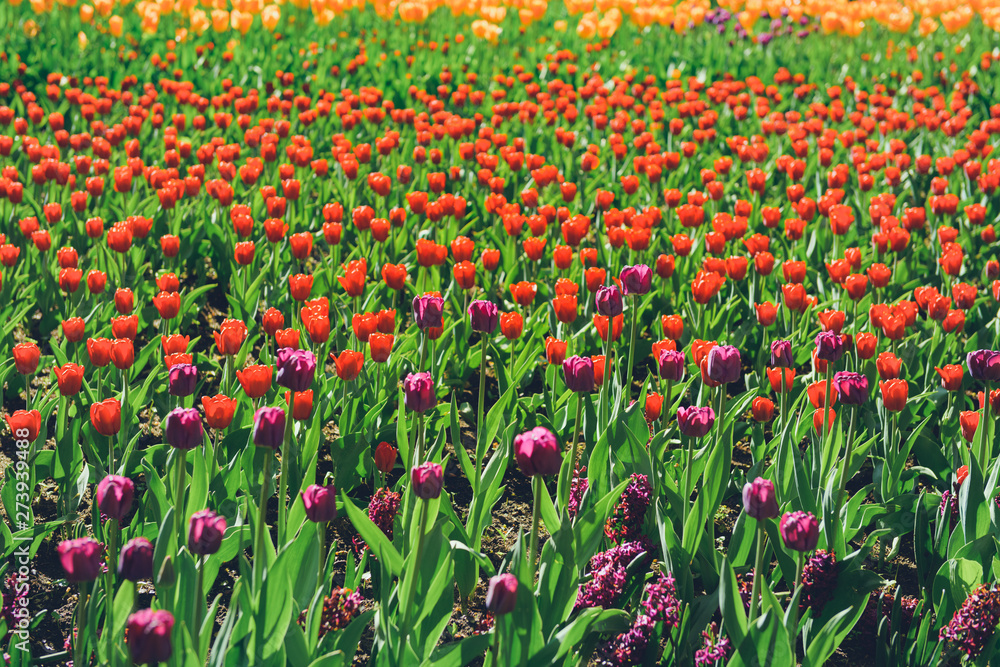 colorful tulips flowers blooming in a spring garden. vivid tulips in park. Beautiful Spring Flowers under Sun Rays Card. 