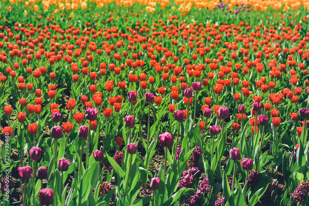 colorful tulips flowers blooming in a spring garden. vivid tulips in park. Beautiful Spring Flowers under Sun Rays Card. colorful tulips flowers blooming in a spring garden. vivid tulips in park. Beautiful Spring Flowers under Sun Rays Card.