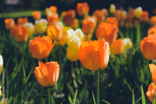 colorful tulips flowers blooming in a spring garden. orange tulips in park. Beautiful Spring Flowers under Sun Rays Card.