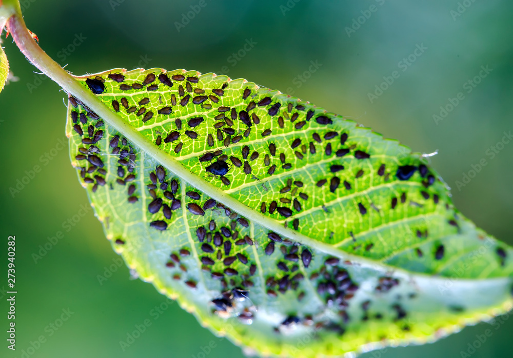 Φωτογραφία many small insect pests brown aphids have clung to the green leaf in the summer