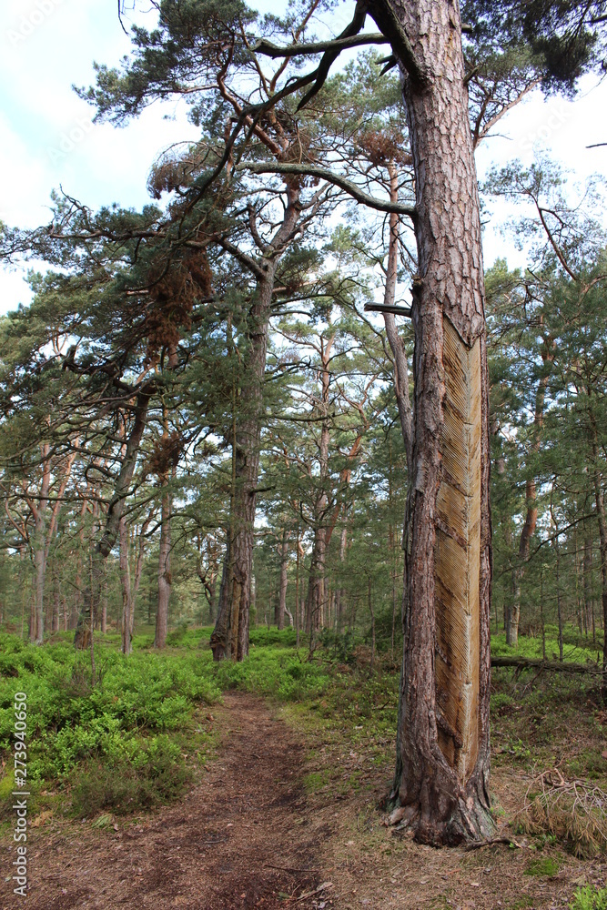 Fototapeta premium Darßwald