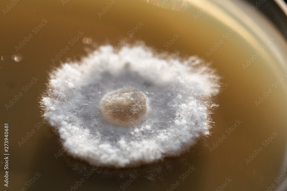 An extreme closeup view of a mold colony growing in an agar dish in a lab. White hairy details with room for copy. An extreme closeup view of a mold colony growing in an agar dish in a lab. White hairy details with room for copy.