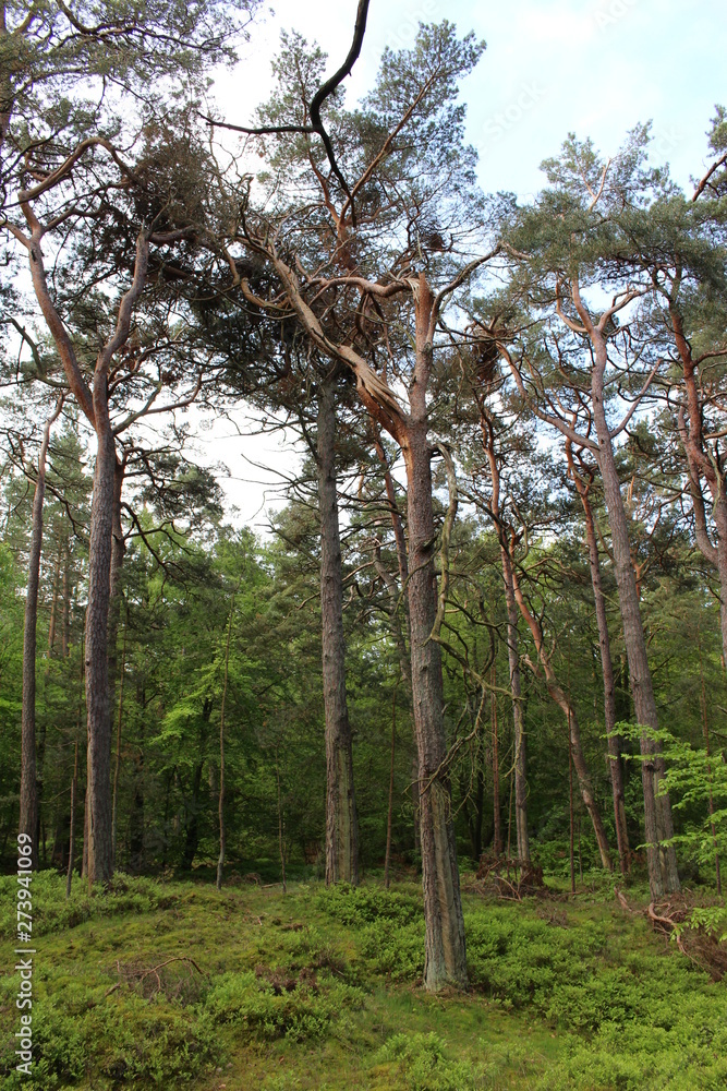 Fototapeta premium Darßwald