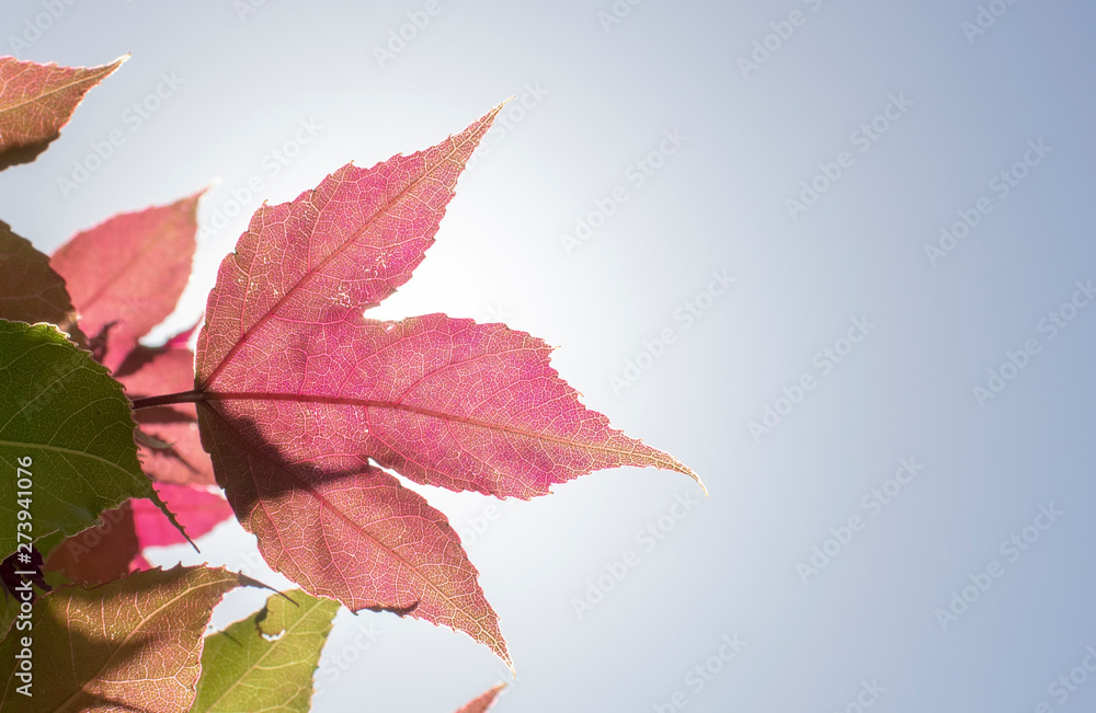 Leaf of American storax tree close-up. Detailed surface illuminated by sunlight. Purple colors on leaf and sky in background. Leaf of American storax tree close-up. Detailed surface illuminated by sunlight. Purple colors on leaf and sky in background.