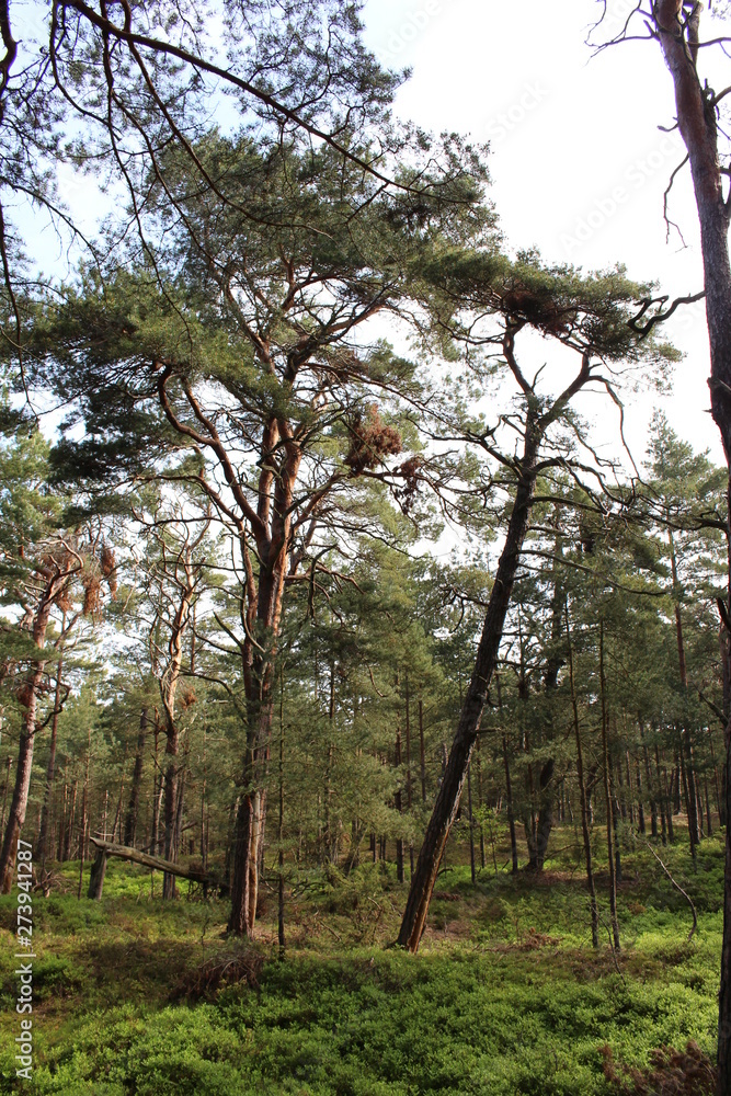 Fototapeta premium Darßwald