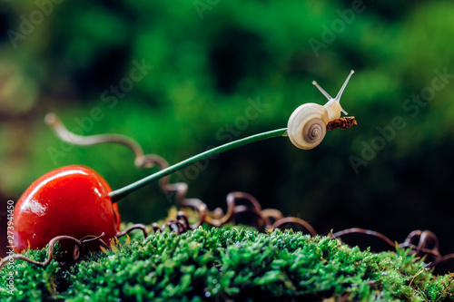 little snail climbed a cherry