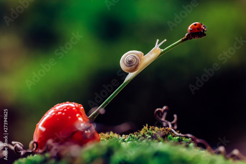 little snail climbed a cherry with ledybug photo