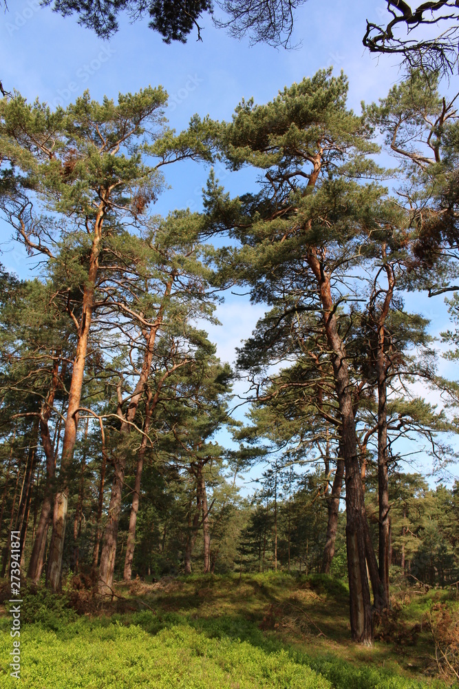 Obraz premium Darßwald