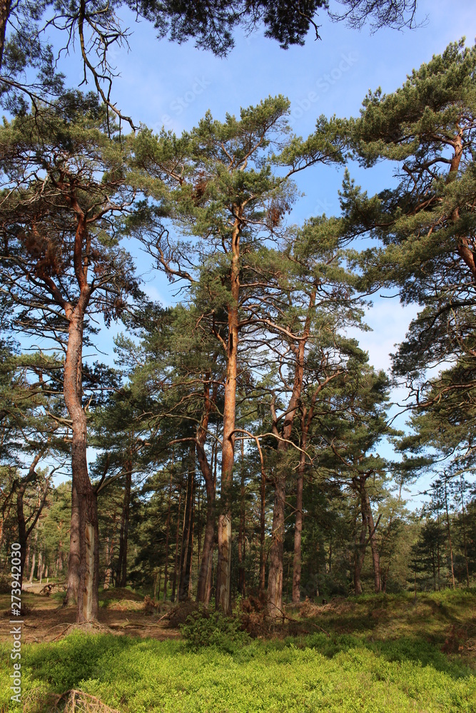 Fototapeta premium Darßwald