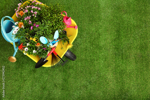 Wheelbarrow with flowers and gardening tools on grass, top view. Space for text photo