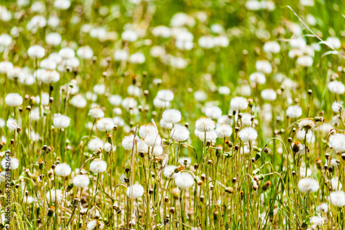 Field of dandelions with puffy seed heads.