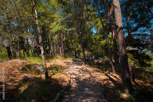 Spruce forest  with paved stone paths. Alanya  Turkey