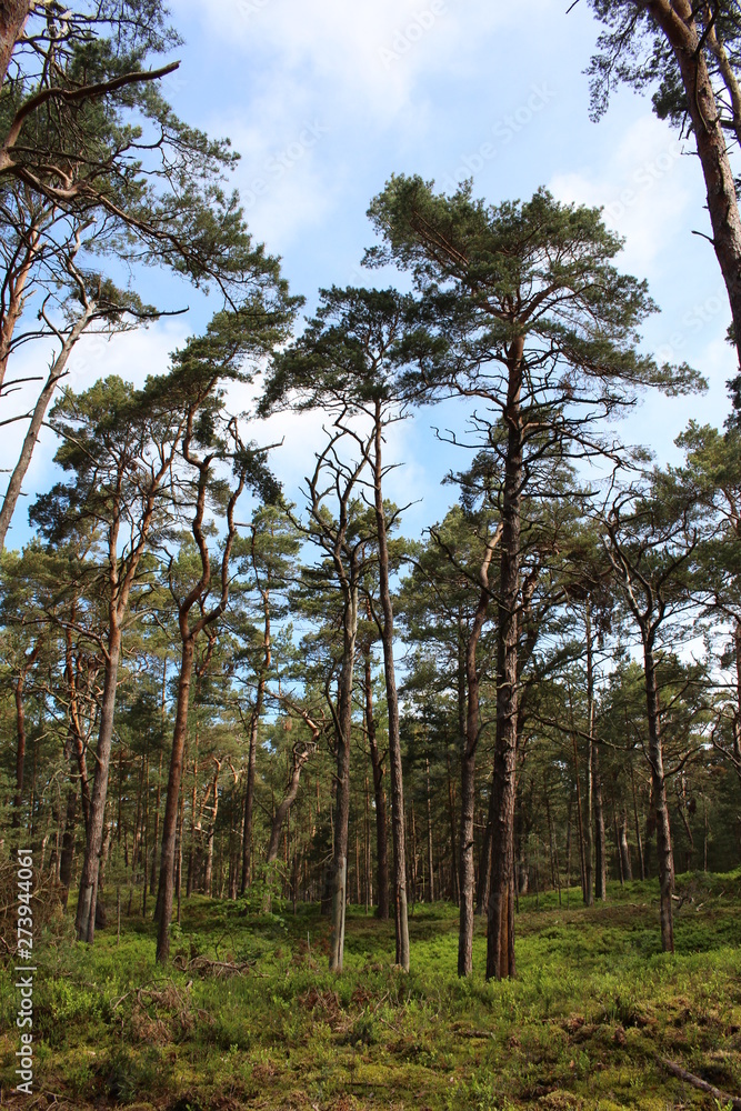 Fototapeta premium Darßwald
