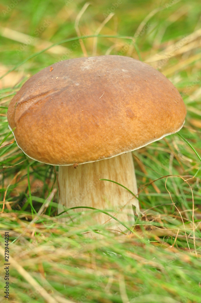 mushrooms in the forest mushrooms in the forest