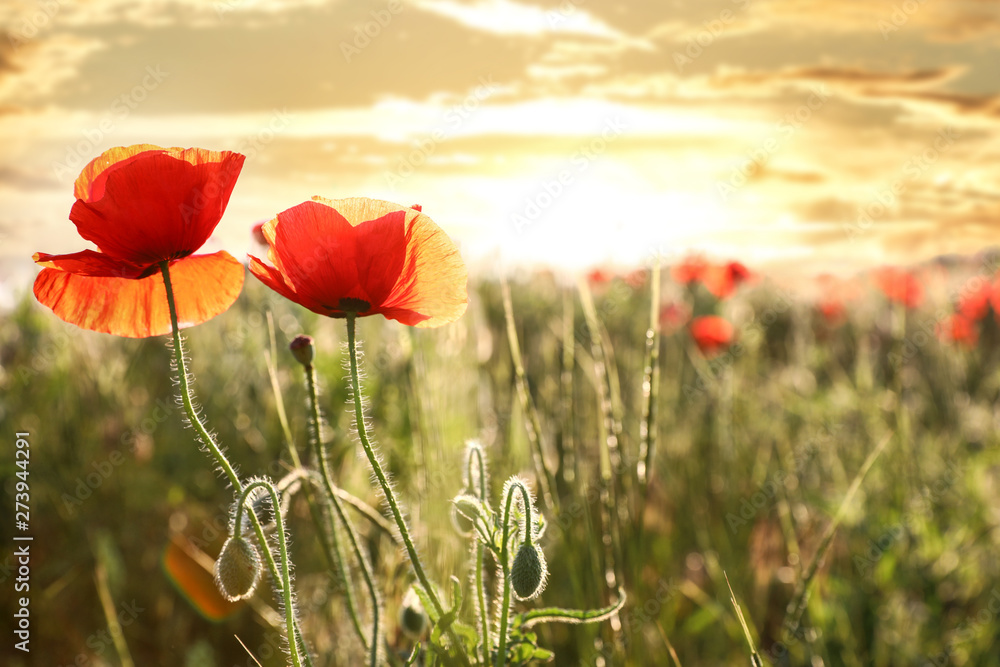 Beautiful blooming poppy flowers in field at sunset. Space for text Beautiful blooming poppy flowers in field at sunset. Space for text