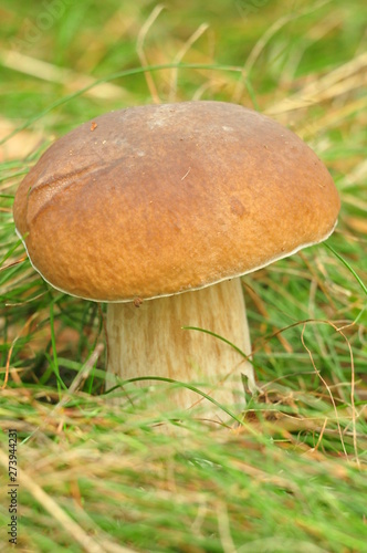 mushrooms in the forest