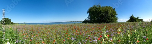 Wallpaper Mural Panoramafoto - Reddevitzer Höft, Halbinsel Mönchgut Torontodigital.ca
