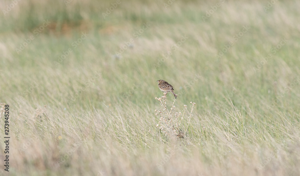 Fototapeta premium Grasshopper Sparrow (Ammodramus savannarum) Perched on Dried Grass in a Grassland Meadow in Northern Colorado