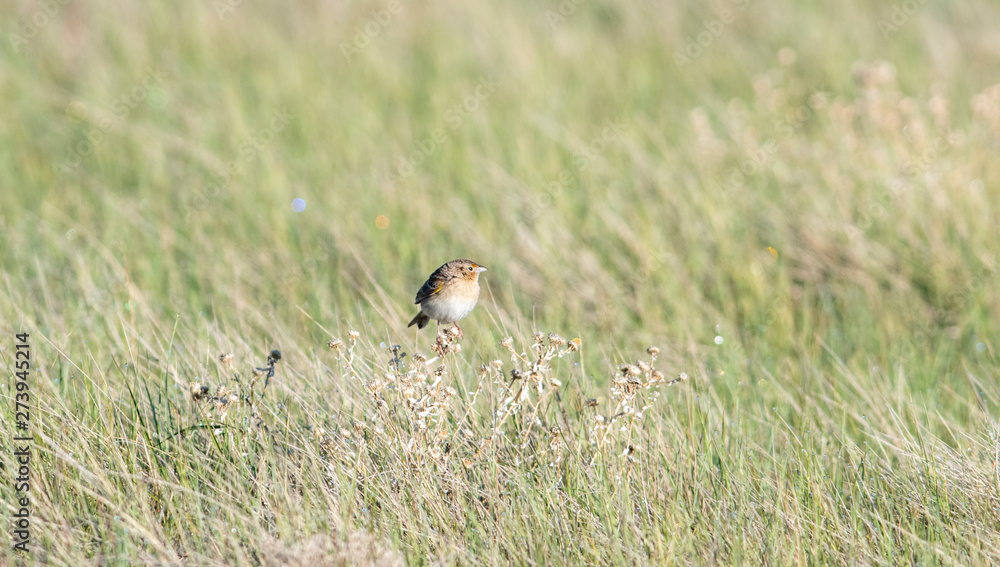 Grasshopper Sparrow (Ammodramus savannarum) Perched on Dried Grass in a Grassland Meadow in Northern Colorado Grasshopper Sparrow (Ammodramus savannarum) Perched on Dried Grass in a Grassland Meadow in Northern Colorado