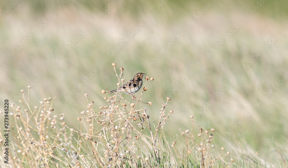 Grasshopper Sparrow (Ammodramus savannarum) Perched on Dried Grass in a Grassland Meadow in Northern Colorado Grasshopper Sparrow (Ammodramus savannarum) Perched on Dried Grass in a Grassland Meadow in Northern Colorado