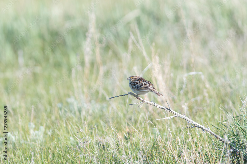 Grasshopper Sparrow (Ammodramus savannarum) Perched on Dried Grass in a Grassland Meadow in Northern Colorado Grasshopper Sparrow (Ammodramus savannarum) Perched on Dried Grass in a Grassland Meadow in Northern Colorado