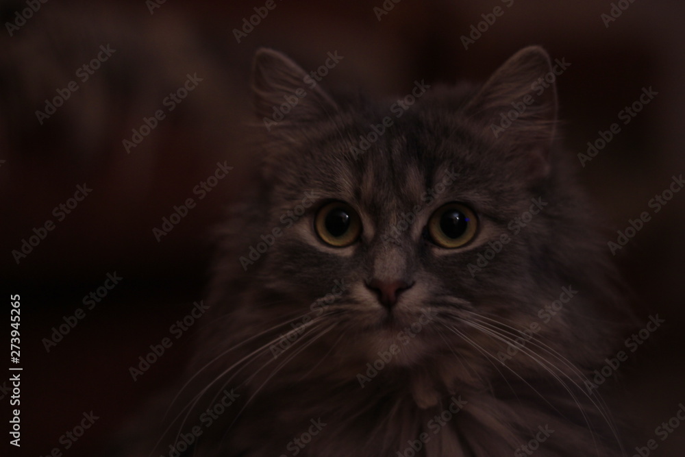 portrait of a cat portrait of a cat
